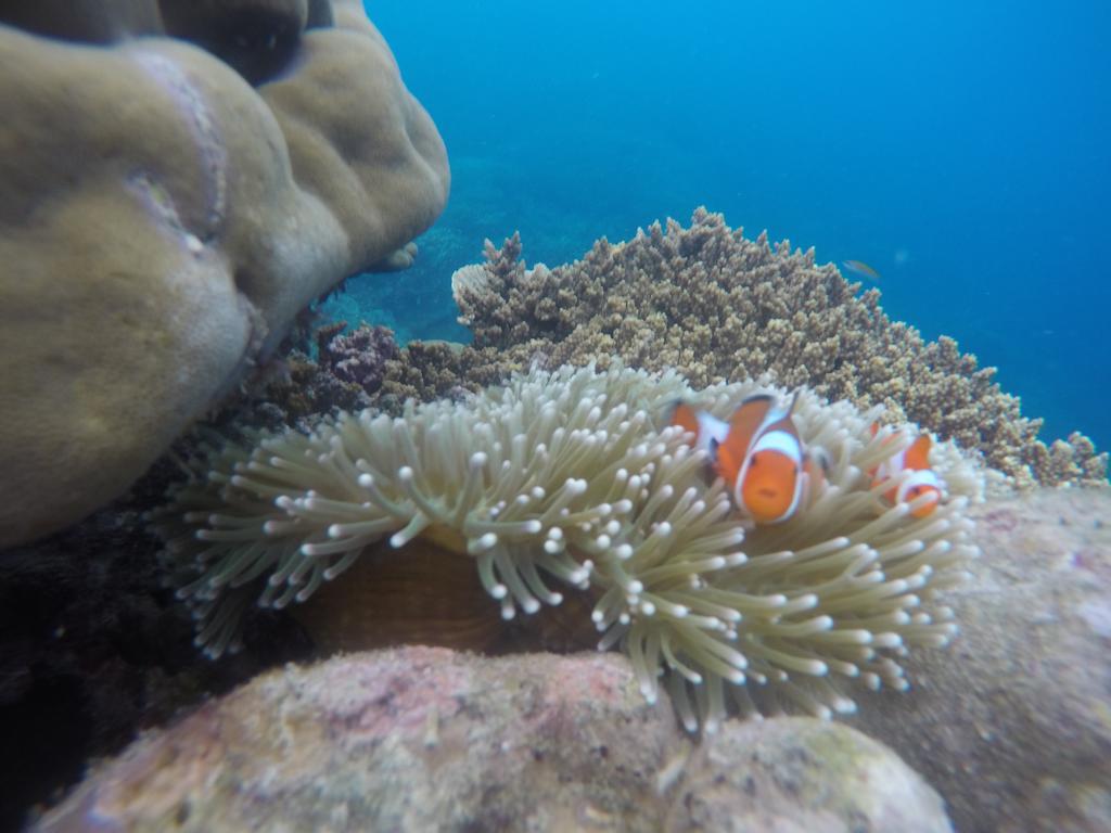 Hotel CasaVelion Karimunjawa Esterno foto