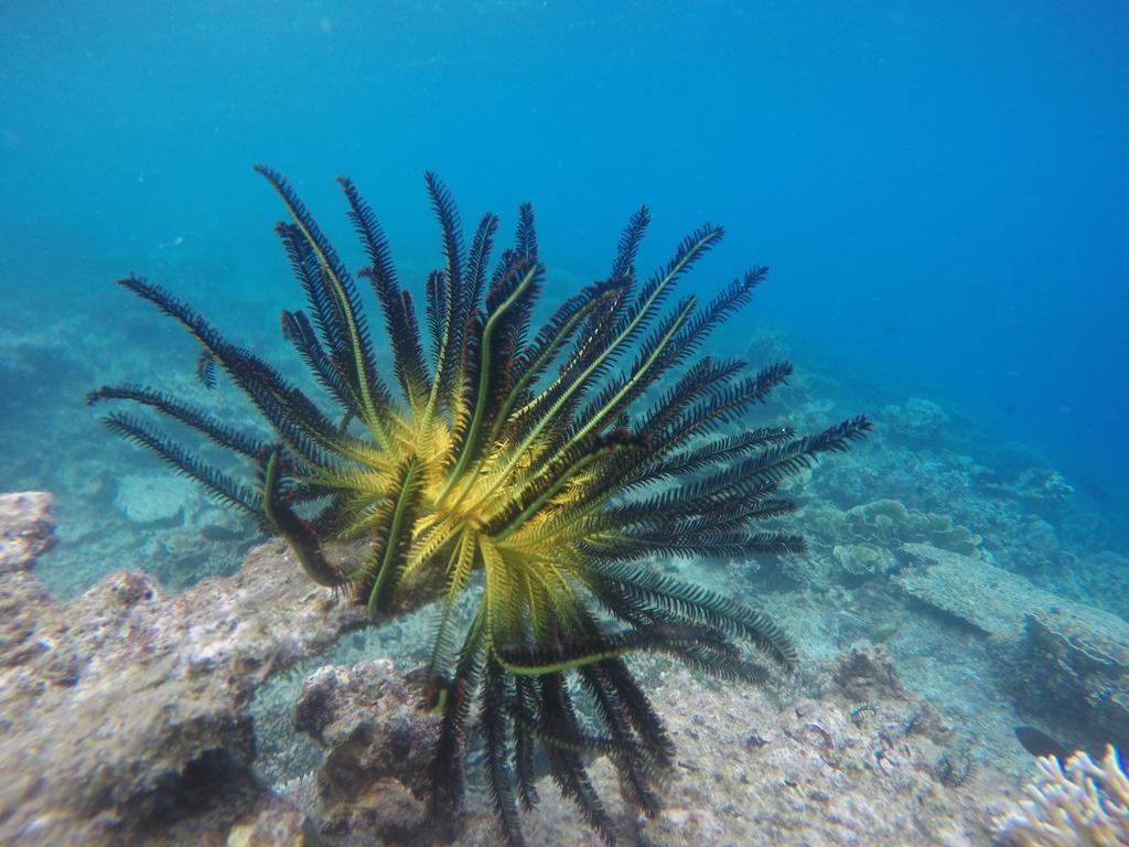 Hotel CasaVelion Karimunjawa Esterno foto