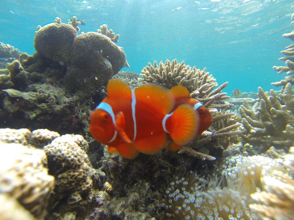 Hotel CasaVelion Karimunjawa Esterno foto
