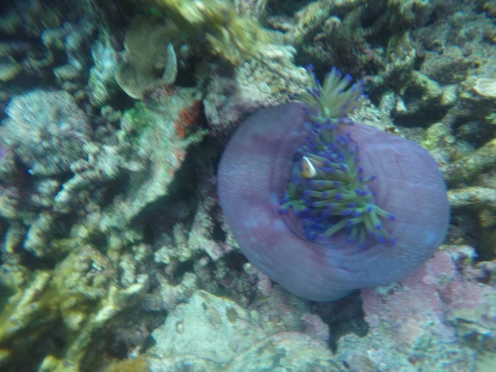 Hotel CasaVelion Karimunjawa Esterno foto