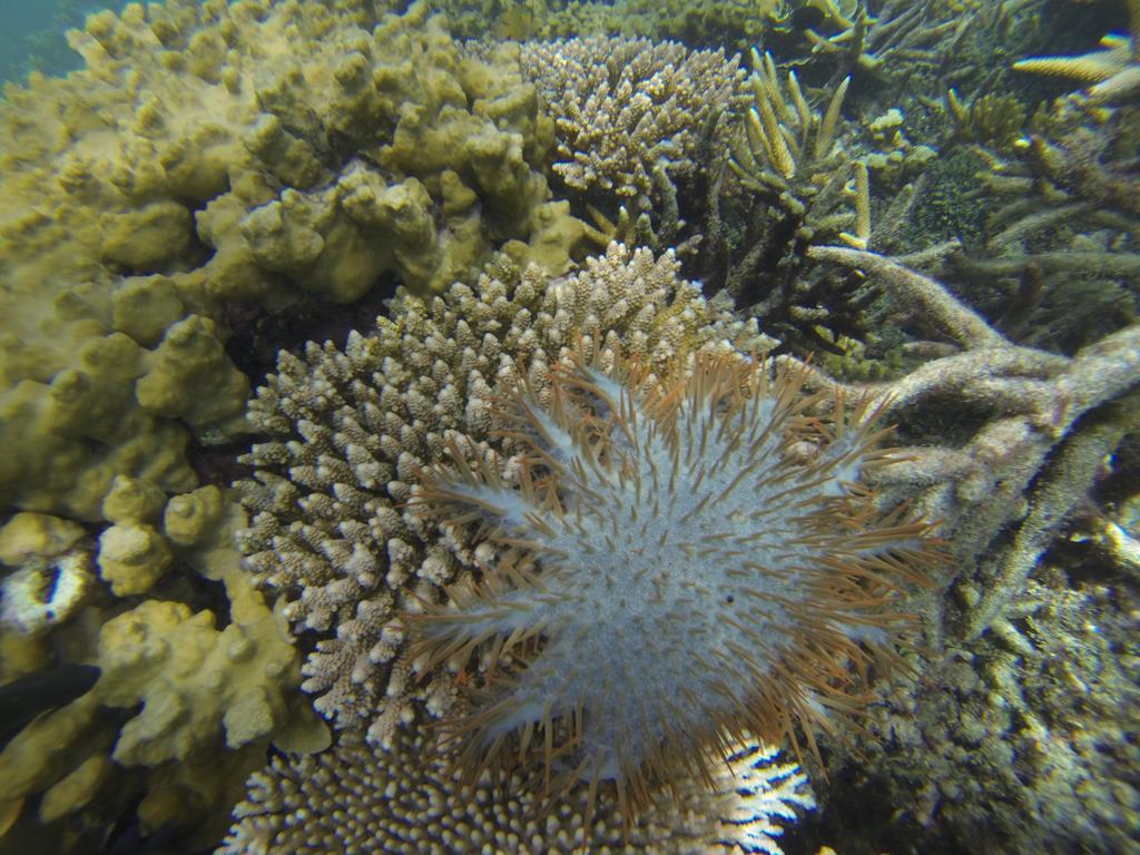 Hotel CasaVelion Karimunjawa Esterno foto