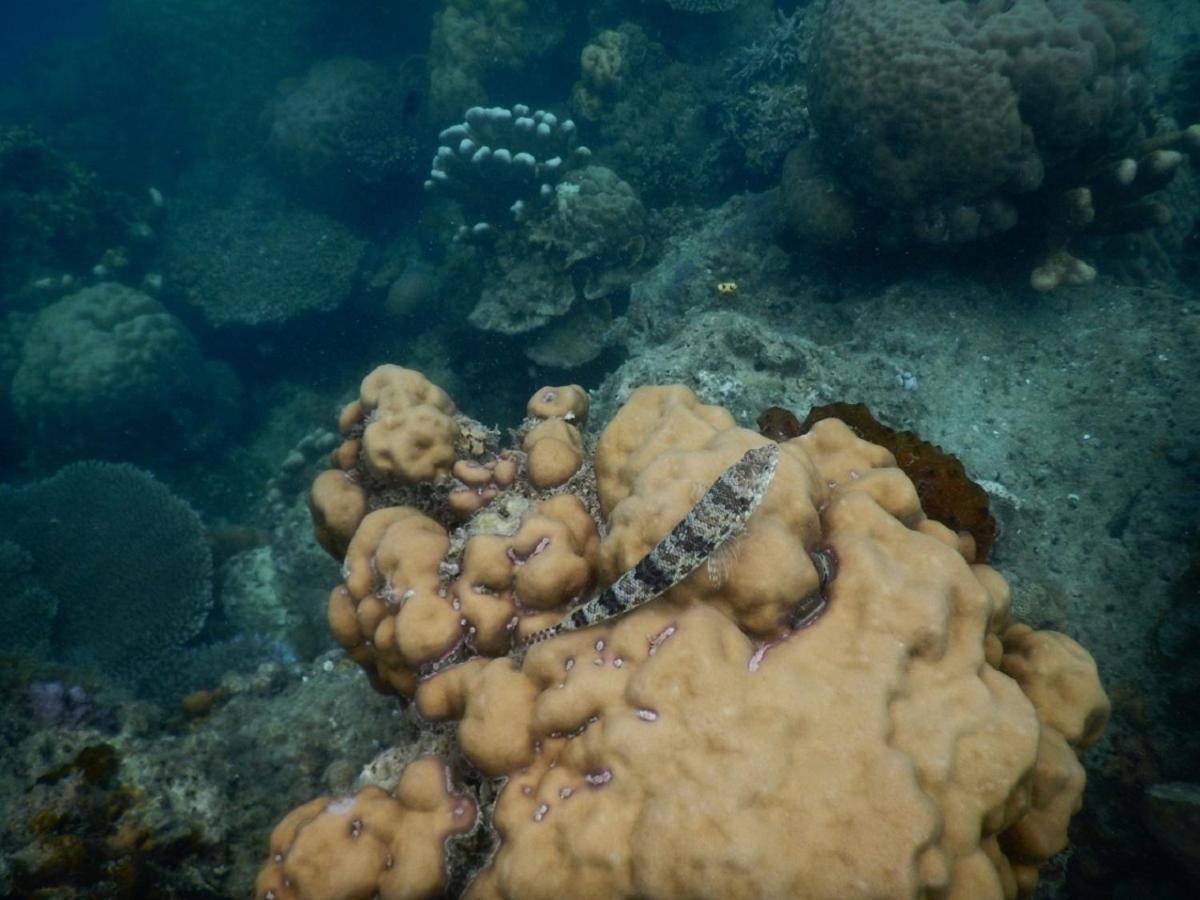 Hotel CasaVelion Karimunjawa Esterno foto