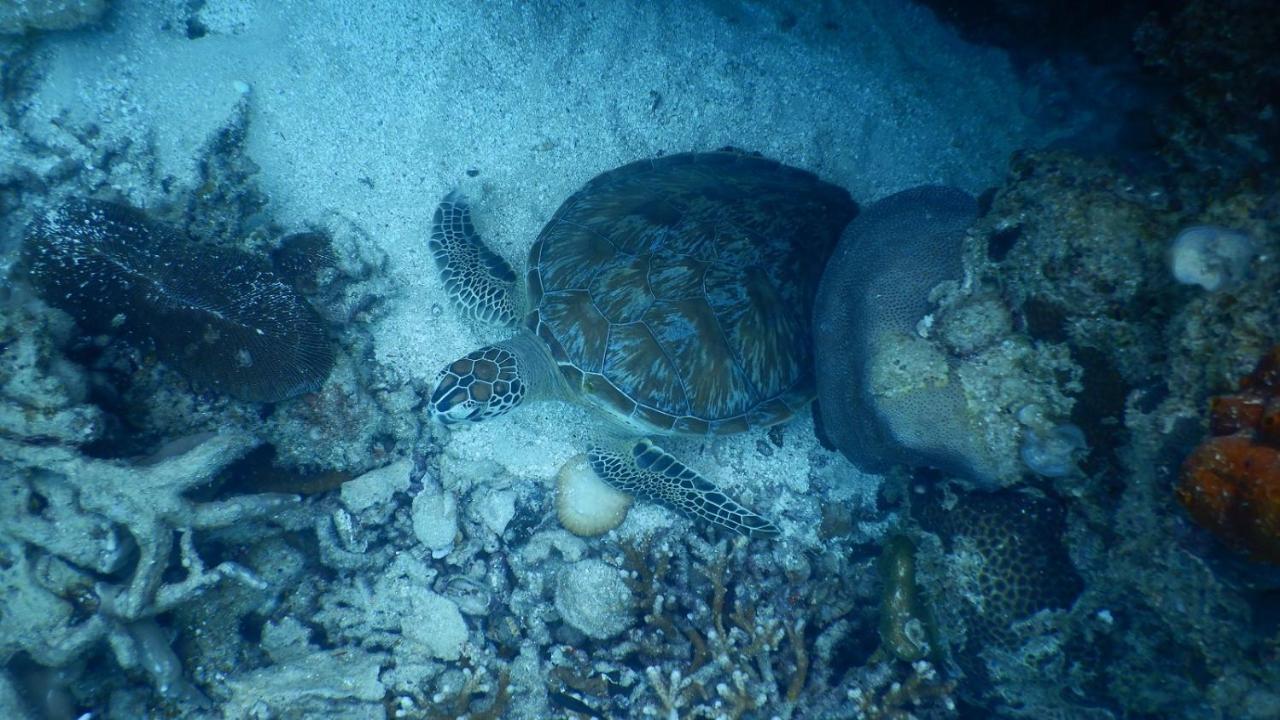 Hotel CasaVelion Karimunjawa Esterno foto