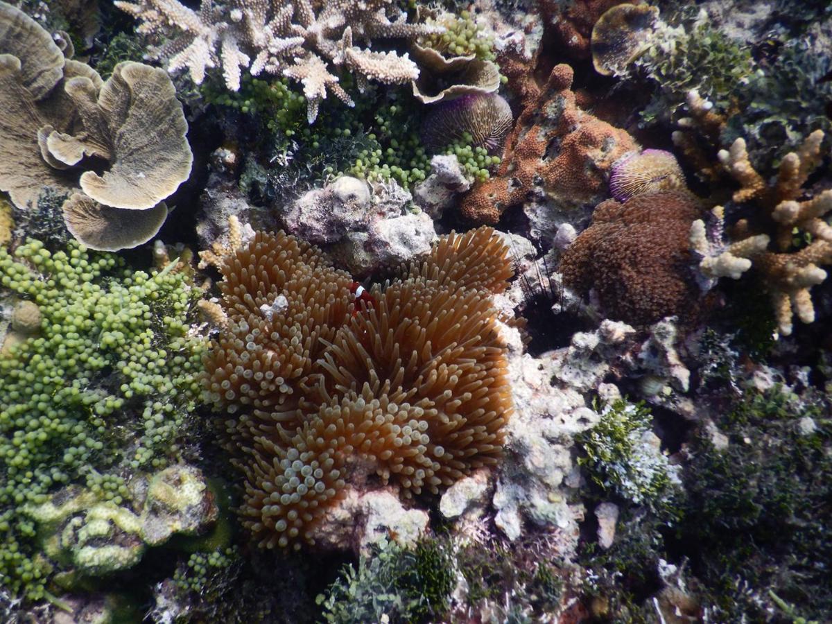Hotel CasaVelion Karimunjawa Esterno foto
