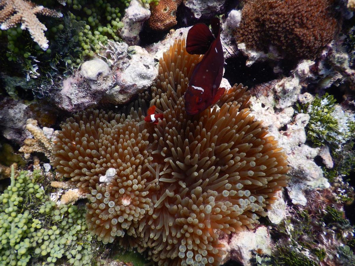 Hotel CasaVelion Karimunjawa Esterno foto