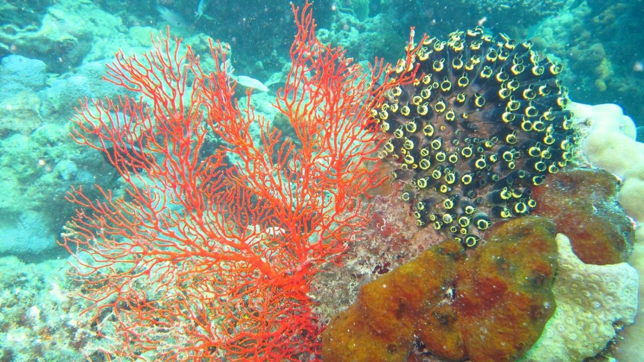 Hotel CasaVelion Karimunjawa Esterno foto