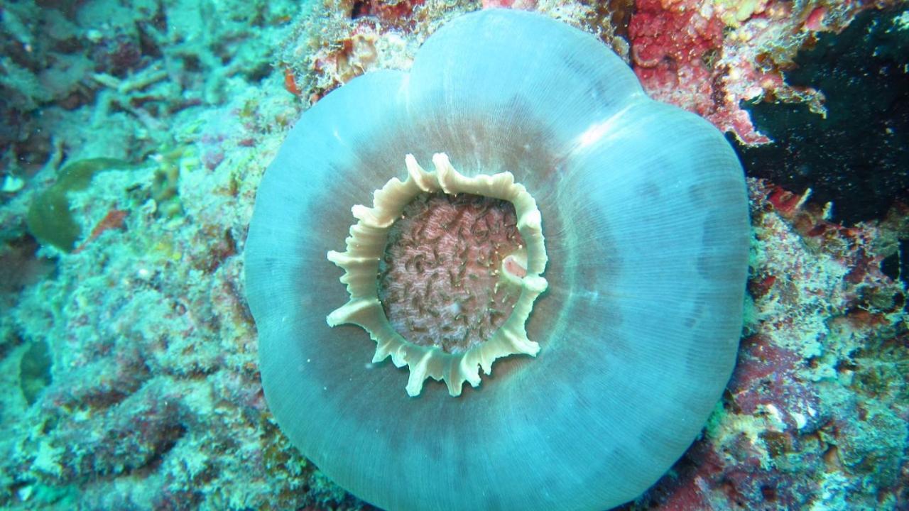 Hotel CasaVelion Karimunjawa Esterno foto
